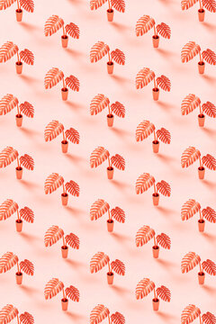 background of monstera plants