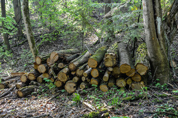 Cut and stacked dry woods. Pile of sawing woods.