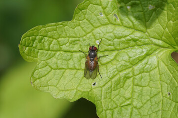 Close up female fly Fannia lustrator of the family Fanniidae on a leaf in spring in a Dutch garden. Netherlands, May