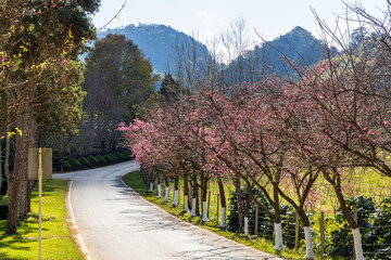 vineyards in spring