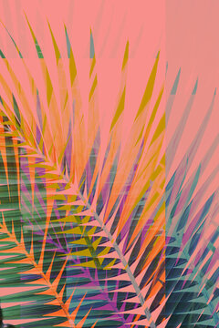 Bright Colorful Layers Of Palm Tree Leaves
