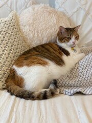 Female cat chilling on a pillow on bed, Ms. Maccaron, 2 years old, Japanese tabby, Tokyo Japan year...