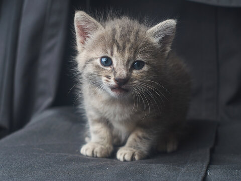 Gato gris  jugando en subido en una manta gris
