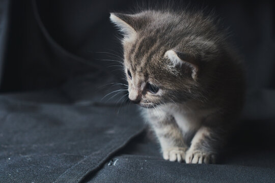 Gato gris  jugando en subido en una manta gris