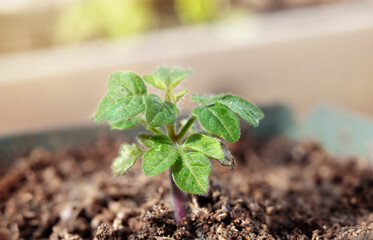 Young tomato seedling acclimating or harden off to sun and temperature in the garden. Close up of Red Robin Tomato plant seedling in small pot, soon ready to plant. Gardening concept. Selective focus.