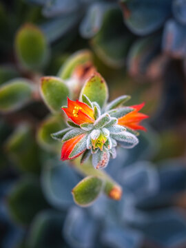 echeveria in bloom