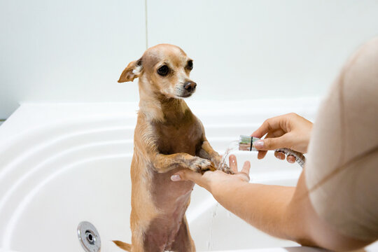 Woman wets the hands of a Chihuahua