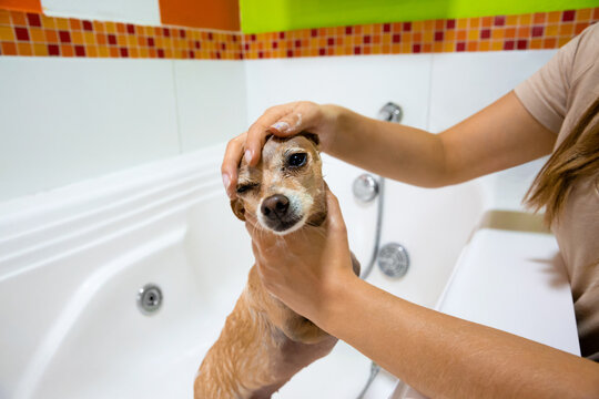 Woman bathing a Chihuahua in the bathtub