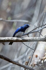 渓流や高原の森で見られる美しい青い小鳥オオルリ