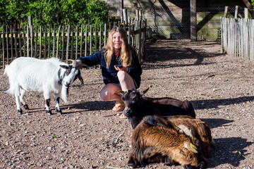 young girl on vacation at the farm stroking and taking pictures of the goats with her smartphone