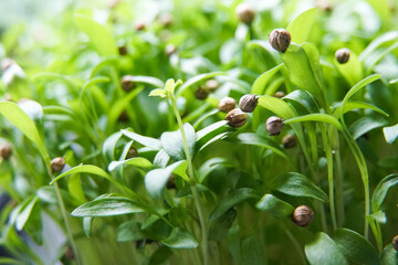 large cilantro, coriander microgreens, with round seeds on sprouts, healthy vegetarian food        ...