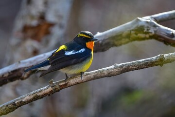 軽井沢や清里等初夏の高原の森を彩るオレンジ色がとても鮮やかで美しい小鳥キビタキ