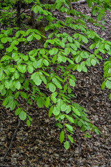 spring hornbeam leaves macro
