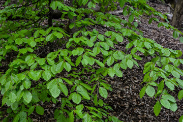 spring hornbeam leaves macro