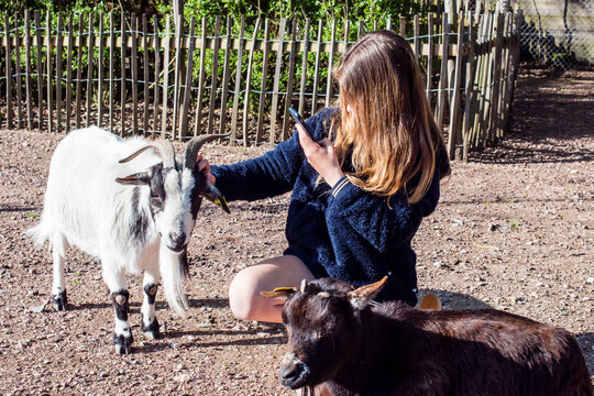 young girl on vacation at the farm stroking and taking pictures of the goats with her smartphone