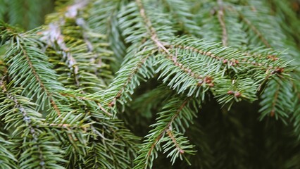 Fluffy green branch of Christmas tree with sharp needles.