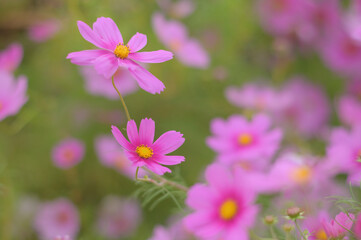 優しいコスモスの花々