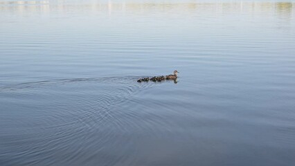 duck with brood of little ducklings swims in the pond.