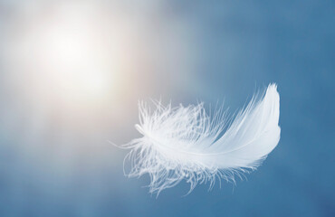 Single White Fluffy Feathers Floating in the Sky. Swan Feathers Flying in Heavenly.	
