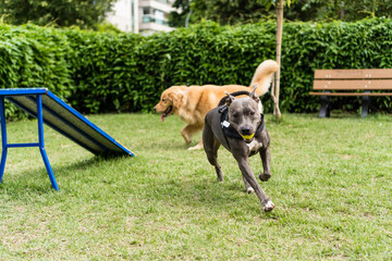 Pit bull dog jumping the obstacles while practicing agility and playing in the dog park. Dog place...