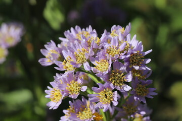 秋の日本の公園に咲く薄紫色のノコンギクの花