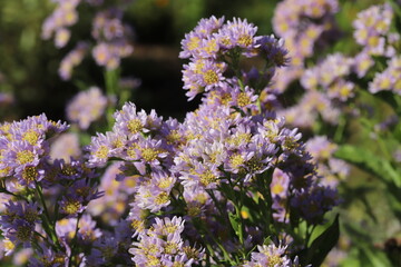 秋の日本の公園に咲く薄紫色のノコンギクの花