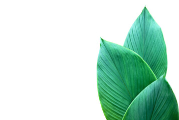 Isolated turmeric leaf with clipping paths.