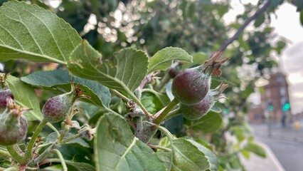 apples are coming - growth of fruits 