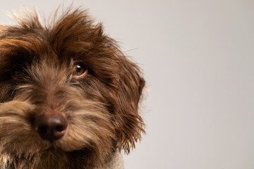 close up portrait of cute dog