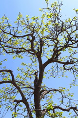 芽吹きの柿の木と青空