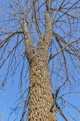 Tree trunk in nature against the sky
