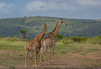 Naklejka na ściany i meble Giraffen im Naturreservat im Hluhluwe Nationalpark Südafrika