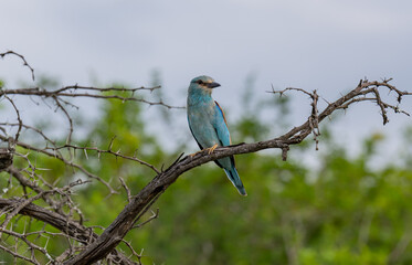 Europäische Blauracke im Naturreservat Hluhluwe Nationalpark Südafrika