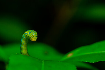 Macro shot of caterpillar on the leaf over the black background