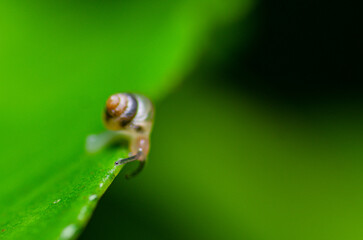 Macro shot of snail on the leaf