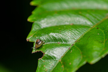 A picture of small snail on the leaf