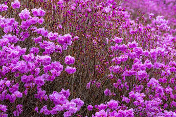 Obraz premium royal azalea