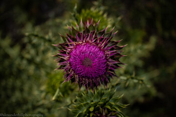 Flowers from around Morgan