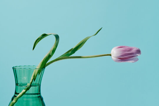 violet tulip in a greenish blue glass vase