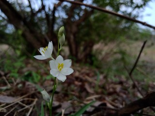 Rainy season Ayurvedic vegetables in Indian jungle (safed musli ) Scientific name: Chlorophytum...