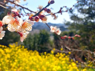 和歌山県南部町の観光地、世界農業遺産南部梅林のピンク色の梅の花と黄色の菜の花のコントラストが美しい晴れた日本の春の日の自然風景（コピースペースあり）
