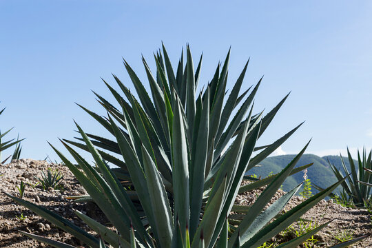 Row of agave to make mezcal 