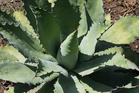 Closeup to a " tobala chino" agave to make mezcal. 