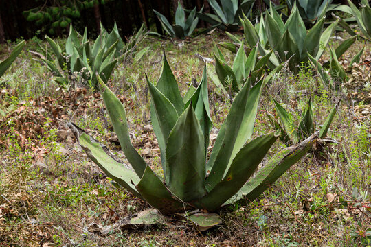 Closeup of an agave pulquero on a hill