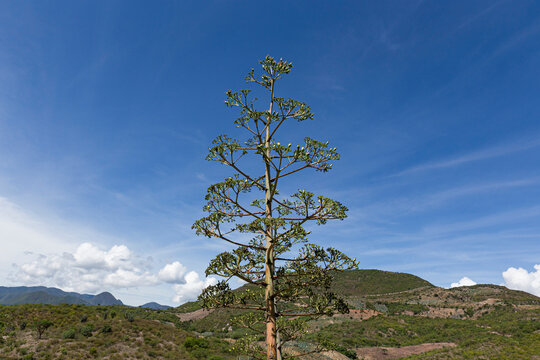 A "quiote" or mature agave flowers in front of the mountains