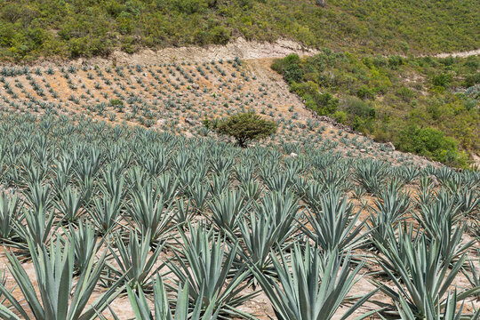Agaves to make mezcal planted on a field 