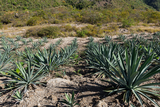 Field of agaves for mezcal planted in a row 