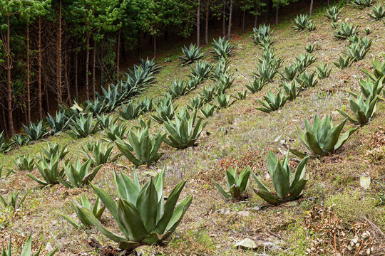 Agaves pulqueros planted on a hill 