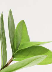 green plant on a white background