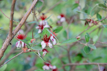 Flowers of pink and green creeper Actinidia , commonly known as variegated-leaf hardy kiwi, a...